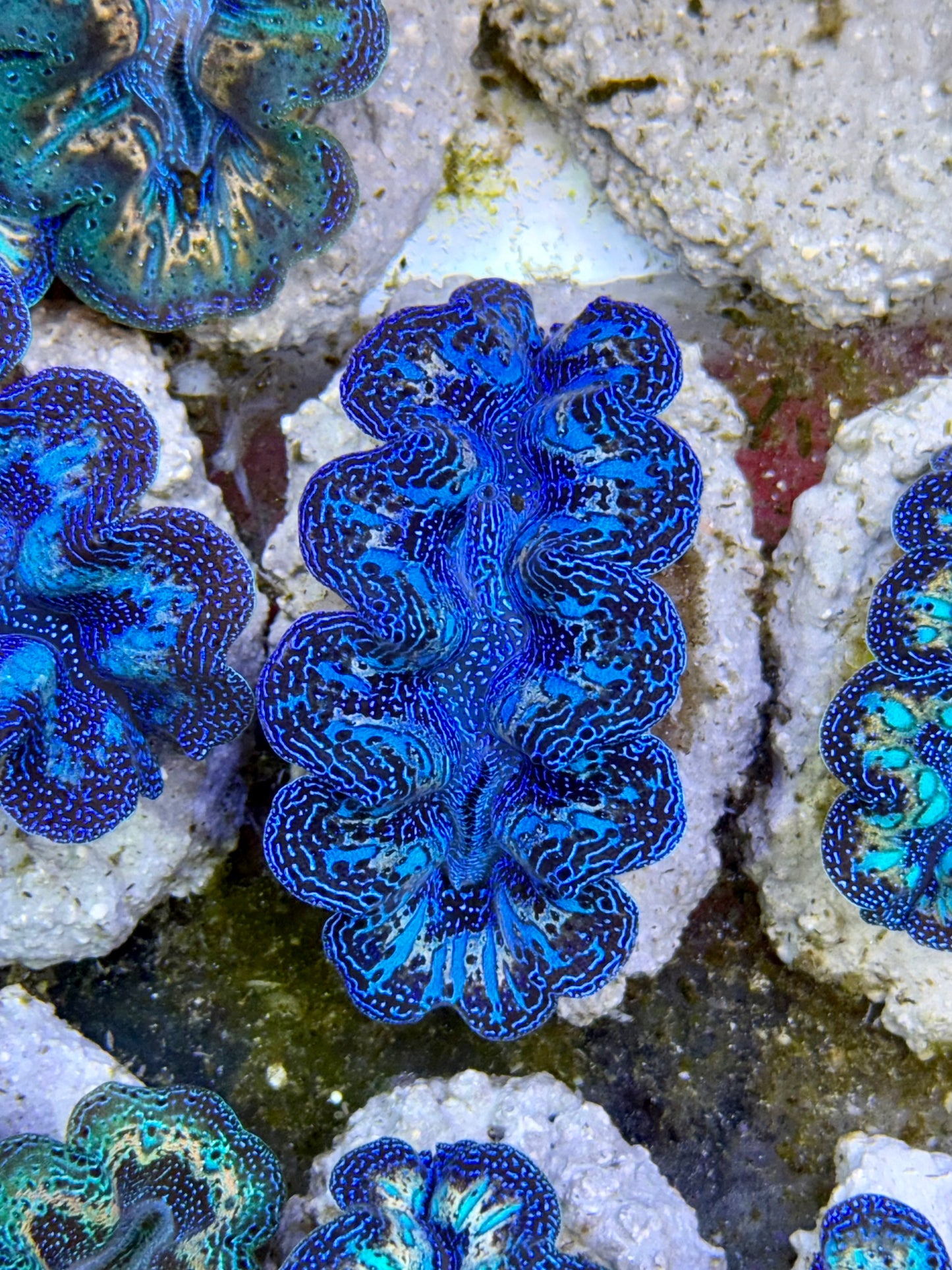 Ultra Rainbow Blue with Blue streaks and Gold Crocea Clam Captive Bred