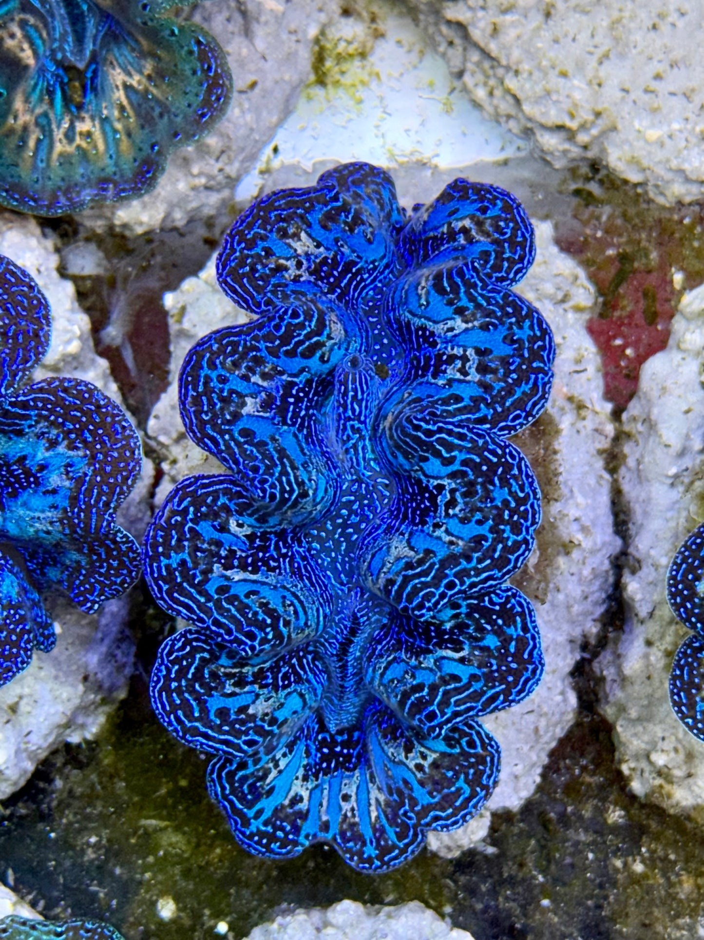 Ultra Rainbow Blue with Blue streaks and Gold Crocea Clam Captive Bred