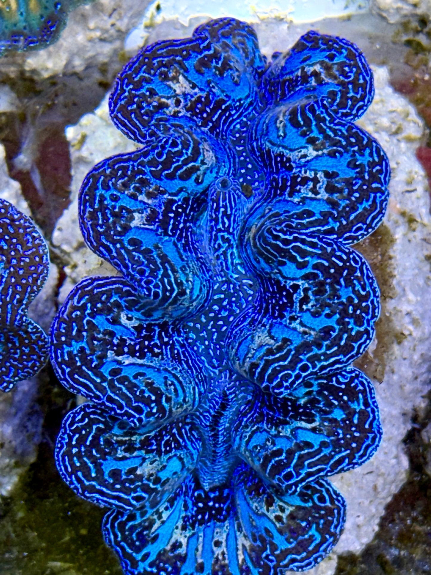 Ultra Rainbow Blue with Blue streaks and Gold Crocea Clam Captive Bred