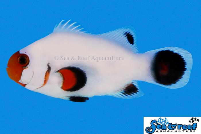 Tangerine Albino Wyoming White Clownfish