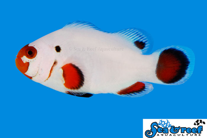 Wyoming White Clownfish