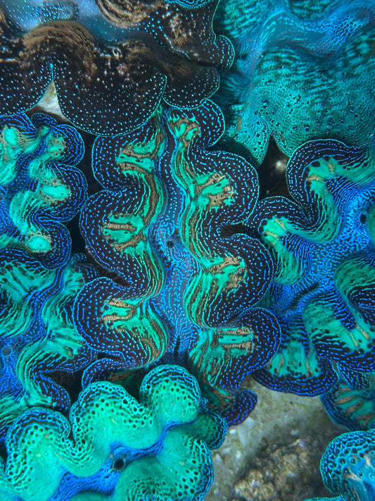 Ultra Super Neon Crocea Rainbow