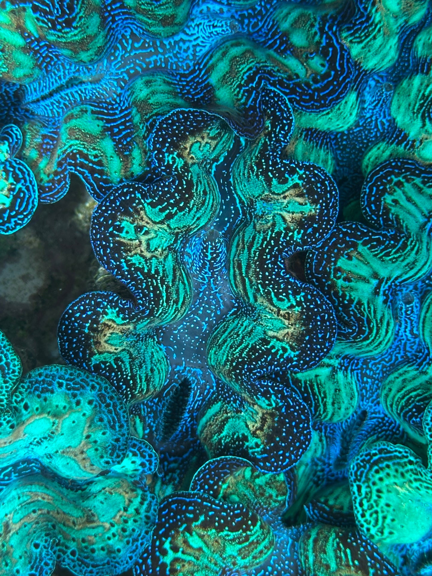 Ultra Super Neon Crocea Rainbow