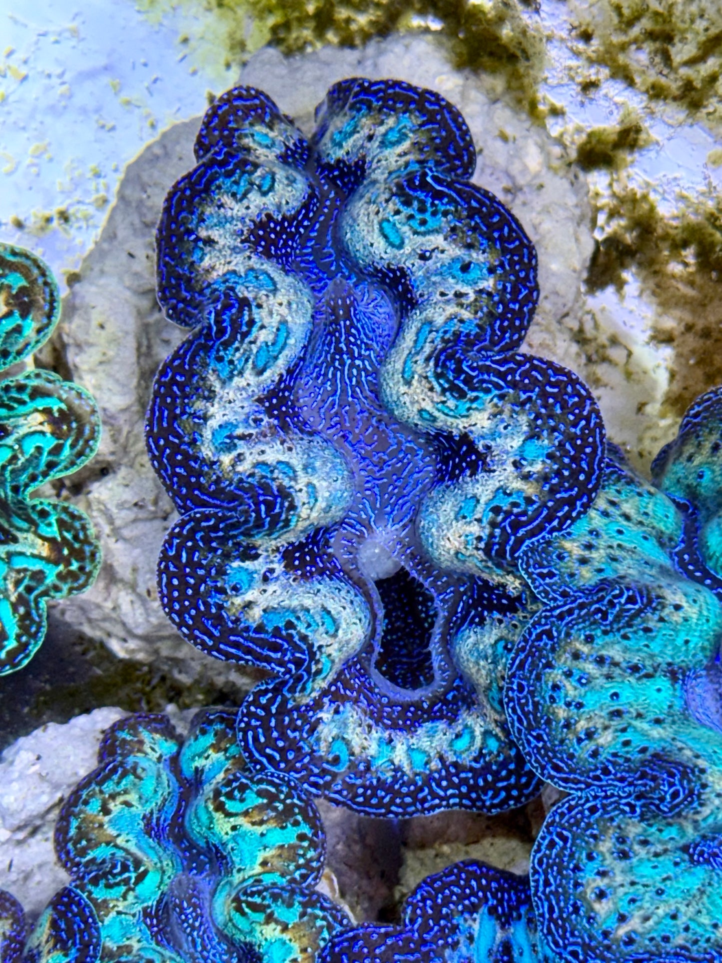 Ultra Rainbow Double Blue color with Tear Drops Crocea Clam Captive Bred