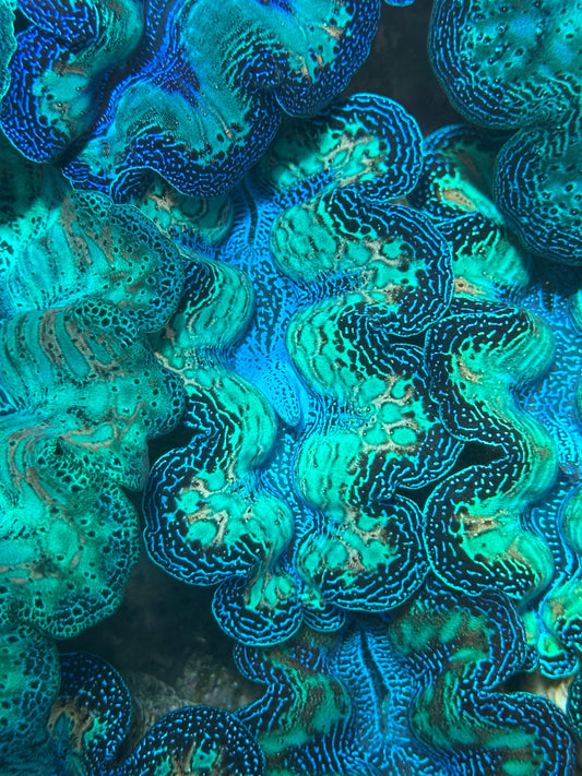 Ultra Super Neon Crocea Rainbow