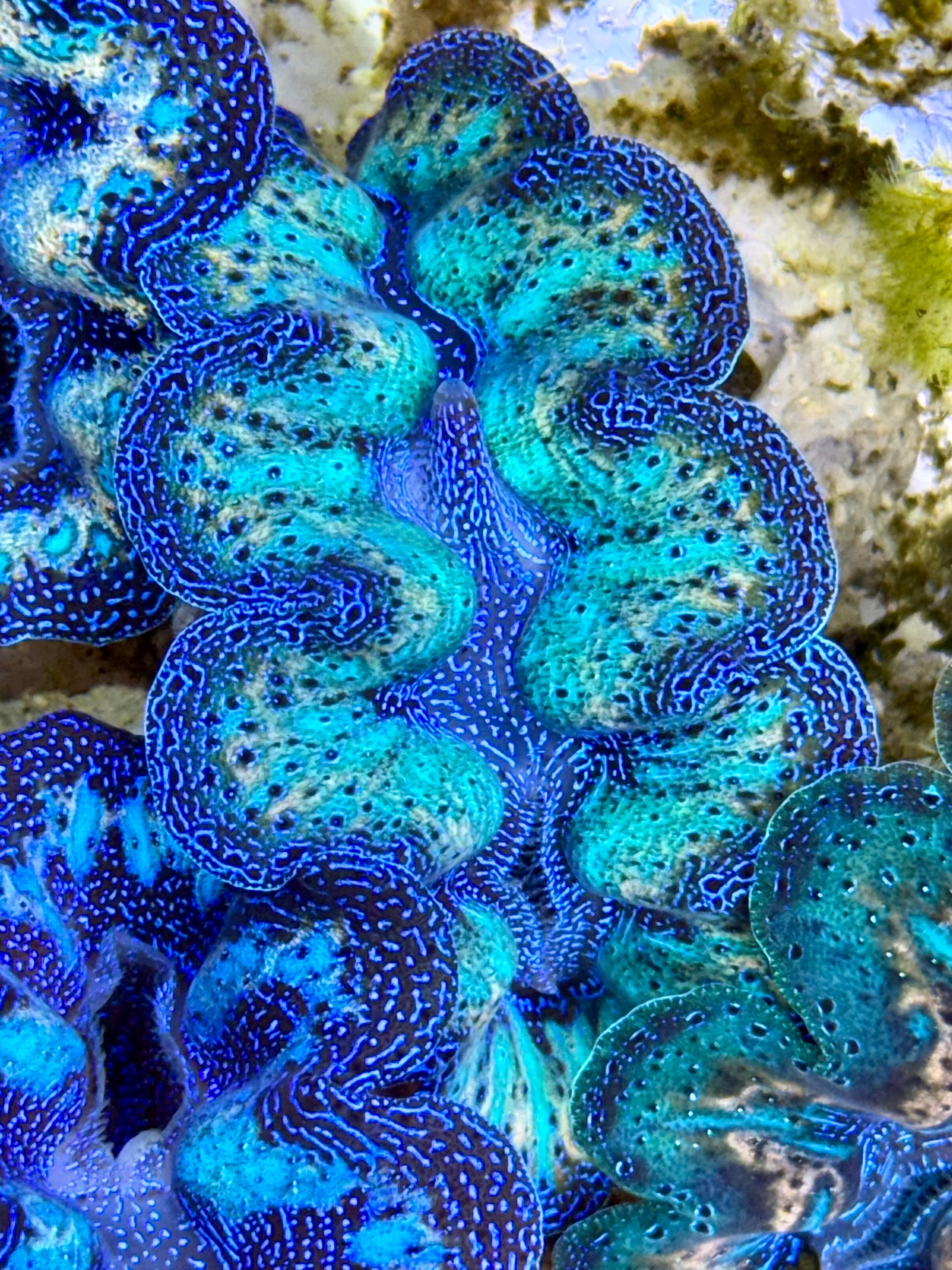 Ultra Rainbow Blue Green with Gold Crocea Clam Captive Bred