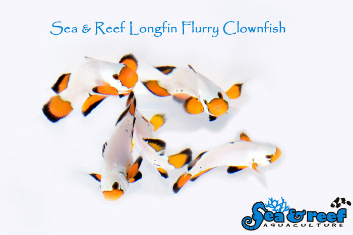 Longfin Flurry Clownfish