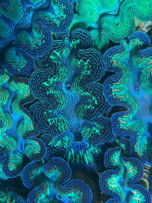 Neon Crocea Rainbow