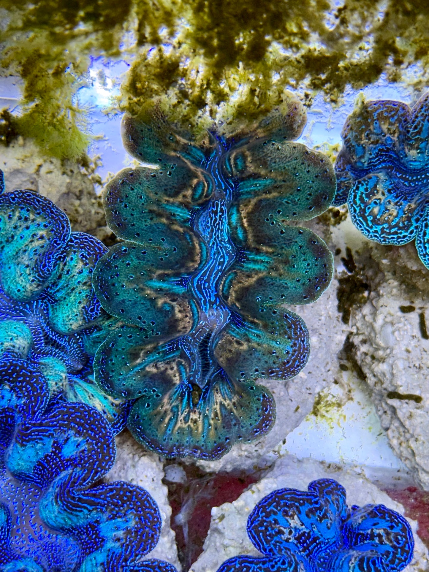 Ultra Rainbow Emerald Green with blue center and gold lines  Crocea Clam Captive Bred