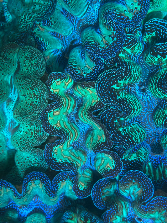 Ultra Super Neon Crocea Rainbow