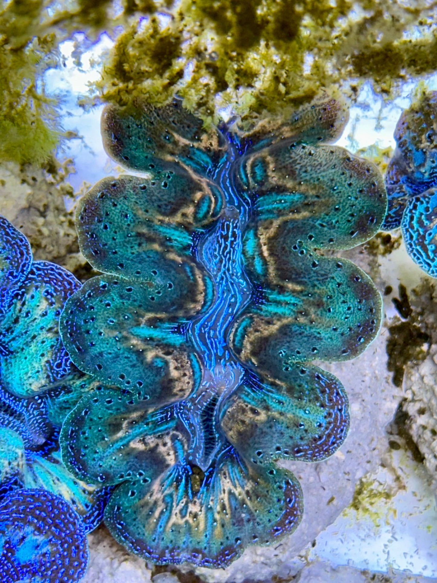 Ultra Rainbow Emerald Green with blue center and gold lines  Crocea Clam Captive Bred