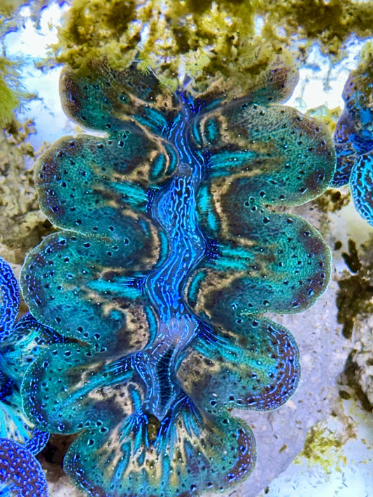 Ultra Rainbow Emerald Green with blue center and gold lines  Crocea Clam Captive Bred