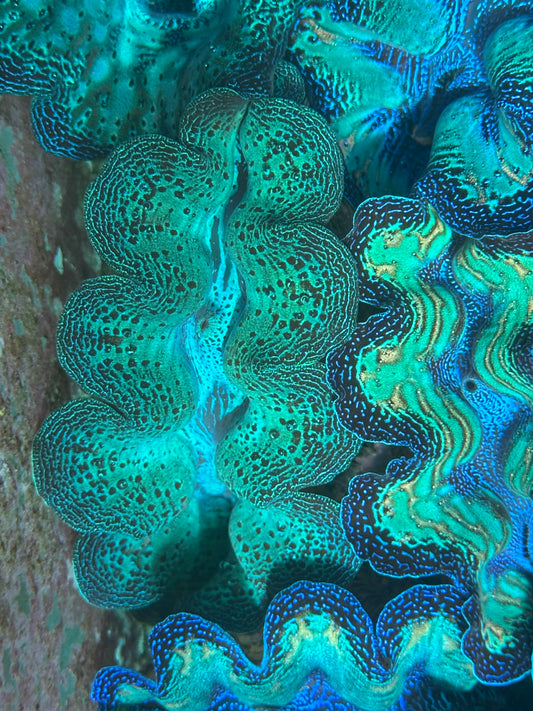 Neon Crocea