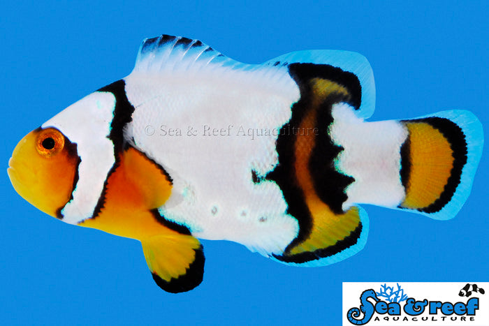 Snow Onyx Clownfish