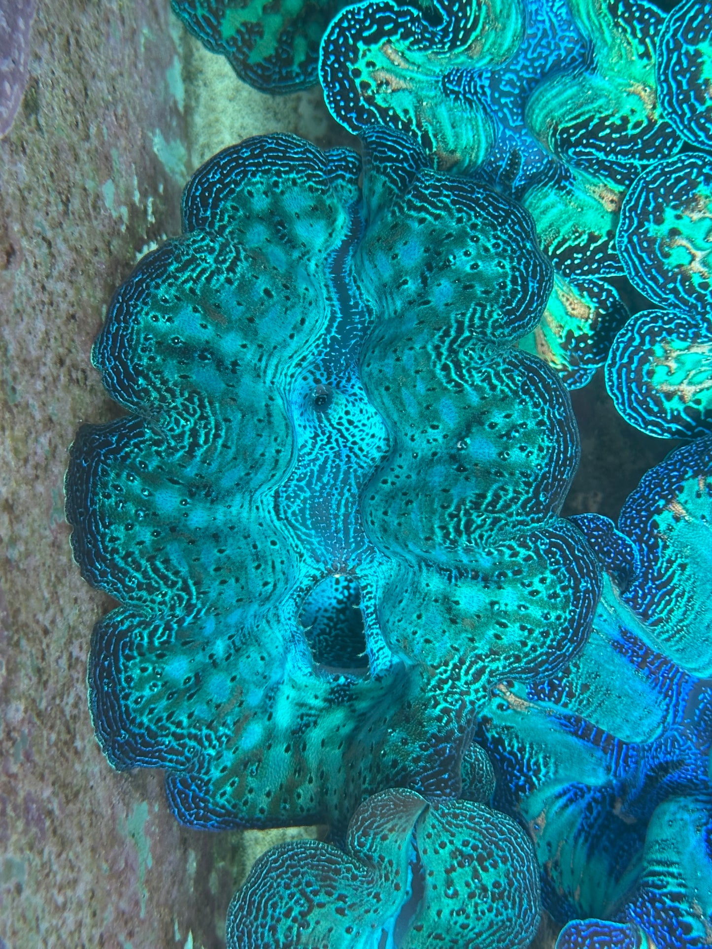 Crocea Rainbow