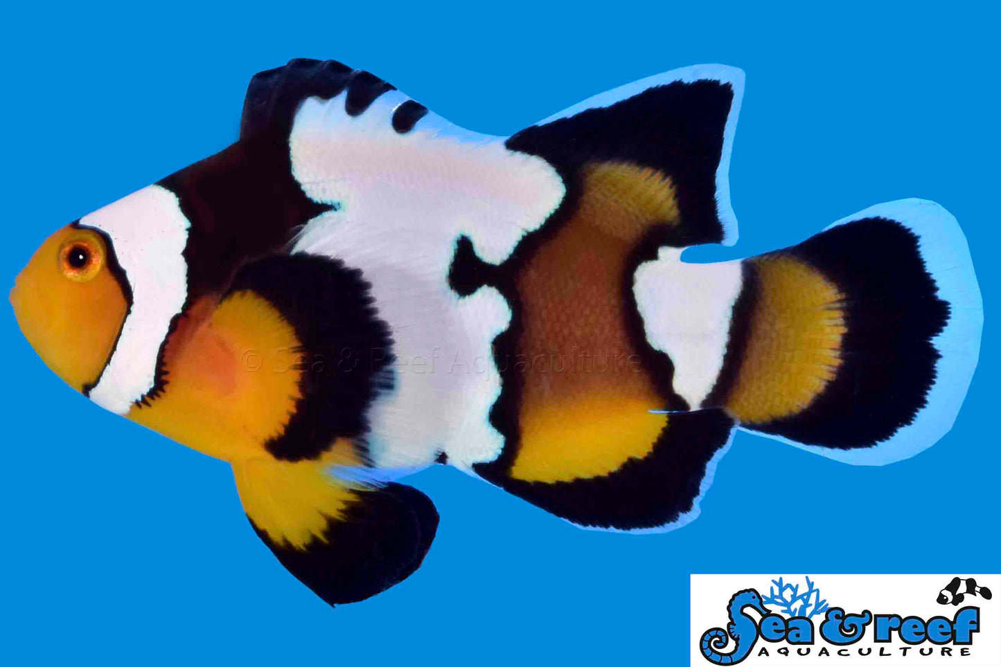 Longfin Snow Onyx Clownfish