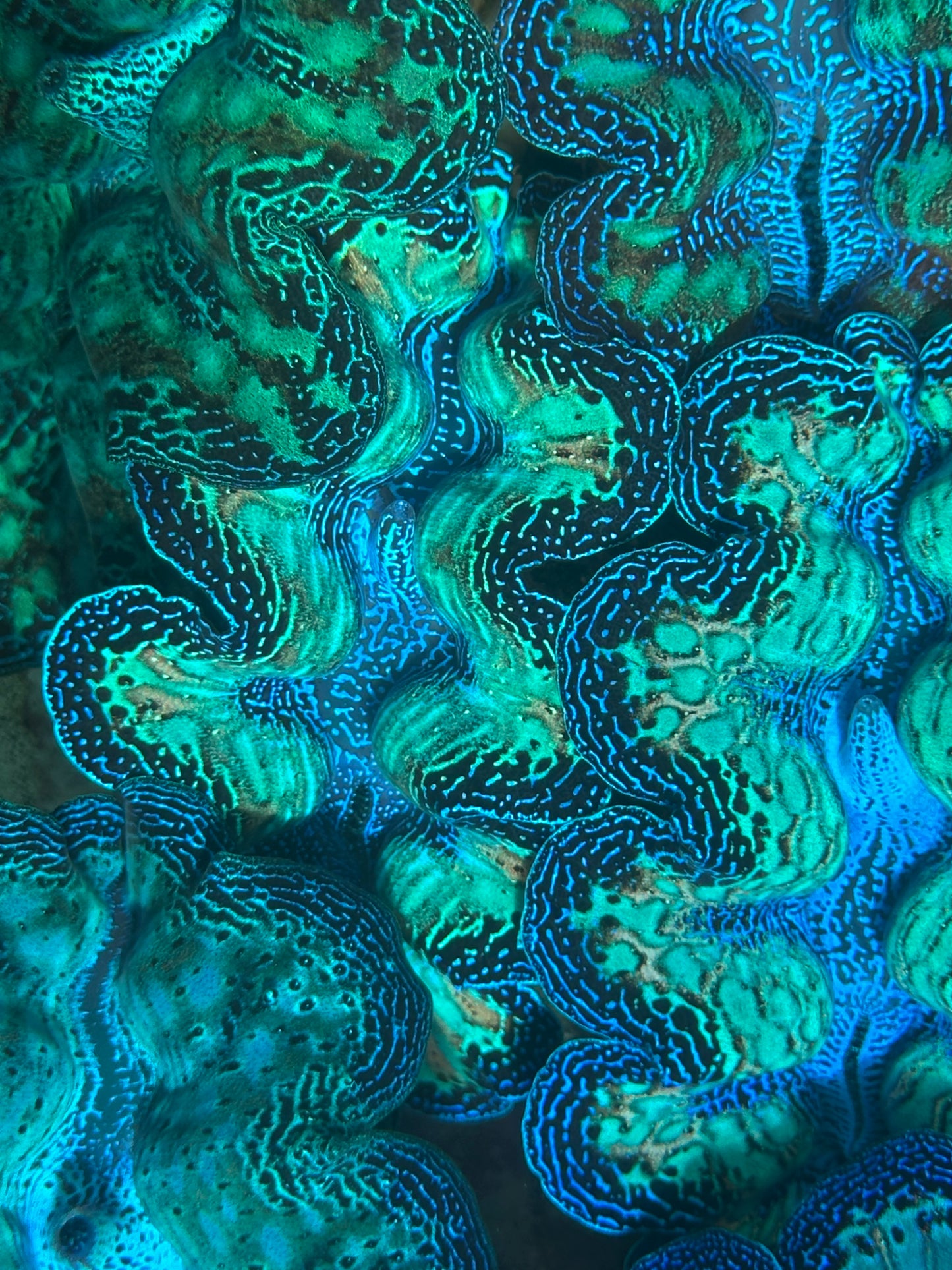Ultra Neon Crocea Rainbow