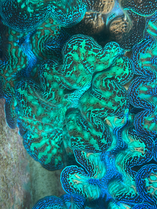 Ultra Neon Crocea Rainbow