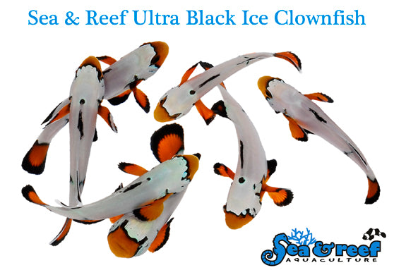 Ultra Black Ice Clownfish