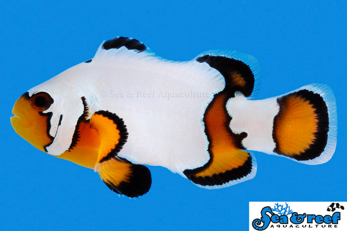 Premium Black Ice Clownfish