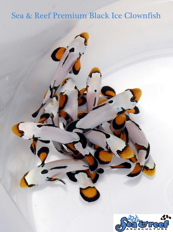 Premium Black Ice Clownfish