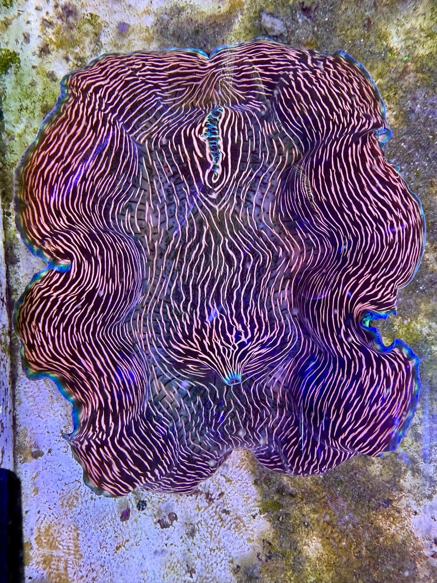 Derasa around 6.5 inches