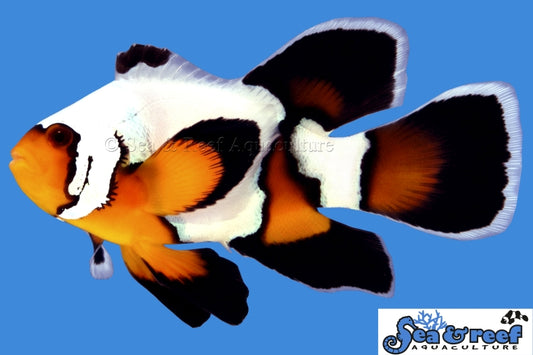 Longfin Premium Black Ice Clownfish