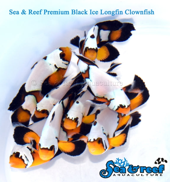 Longfin Premium Black Ice Clownfish