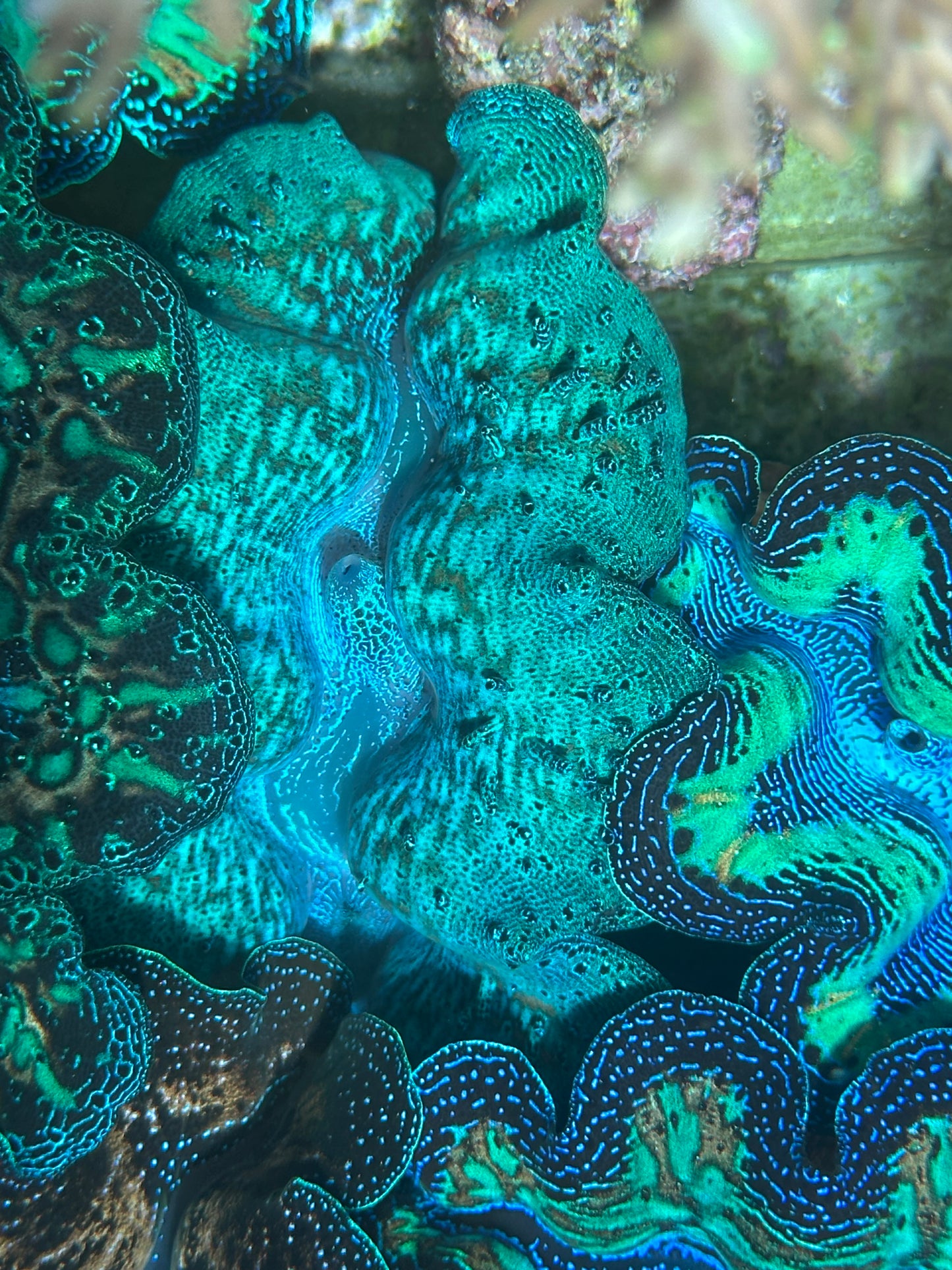 Crocea Rainbow