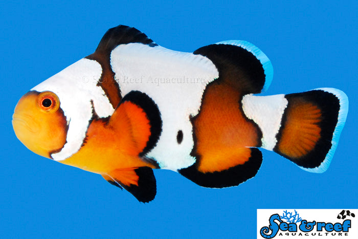 Black Ice Clownfish