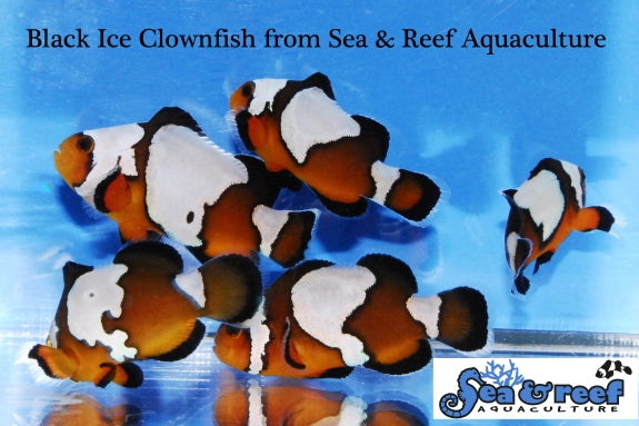 Black Ice Clownfish