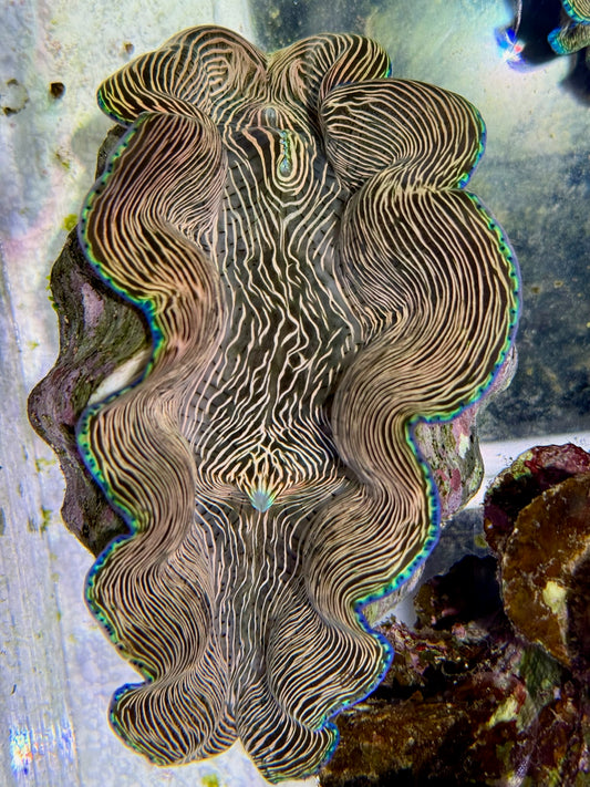 Derasa 6.5 inches