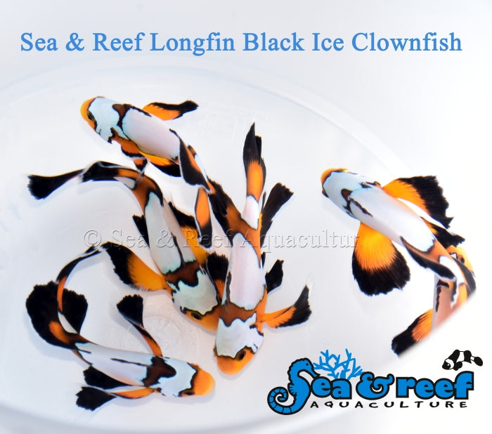 Longfin Black Ice Clownfish