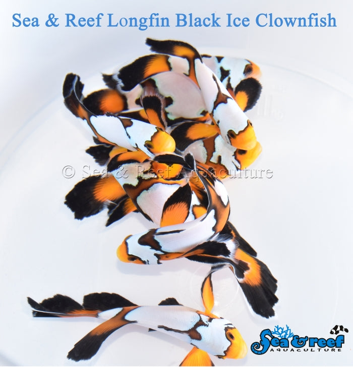 Longfin Black Ice Clownfish