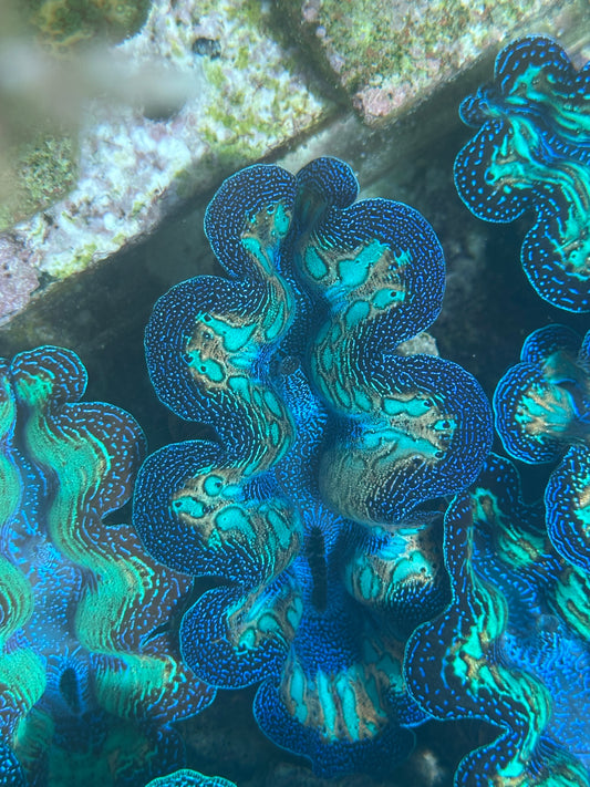Ultra Neon Crocea Rainbow