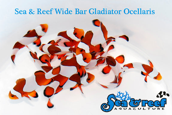 Wide Bar Gladiator Ocellaris