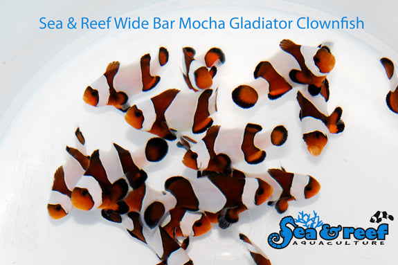 Wide Bar Mocha Gladiator Ocellaris