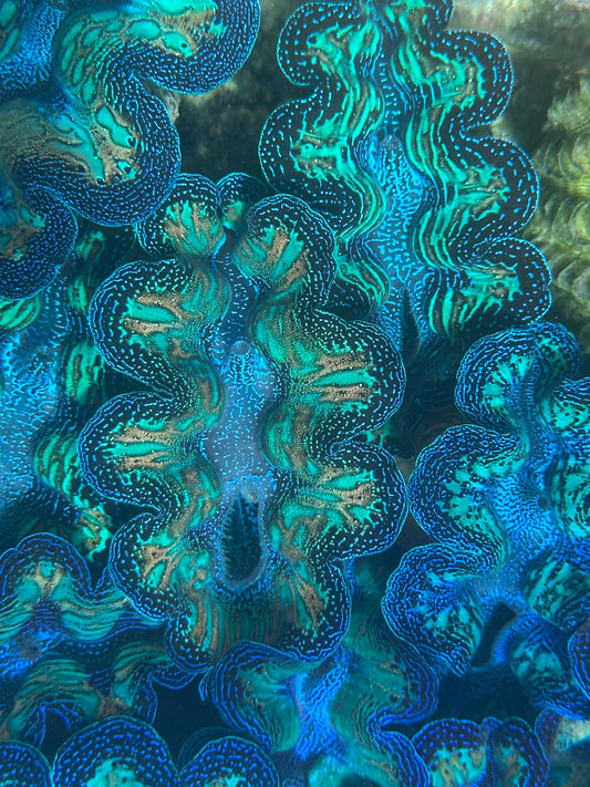 Ultra Super Neon Crocea Rainbow