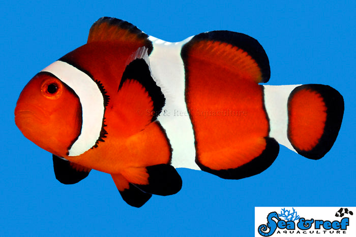 Tangerine Albino Ocellaris Clownfish