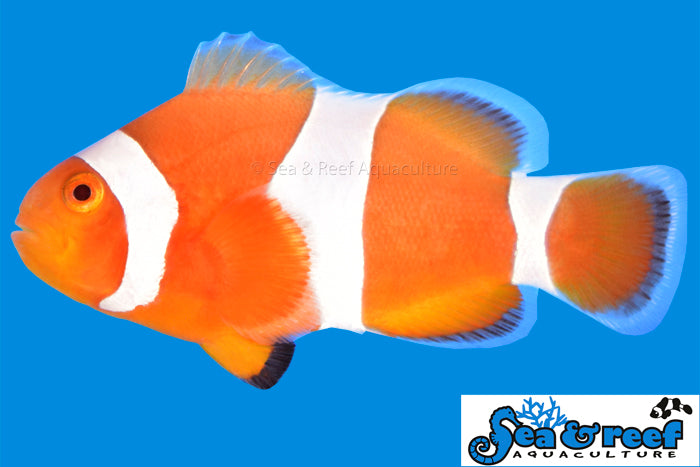 Tangerine Albino Ocellaris Clownfish