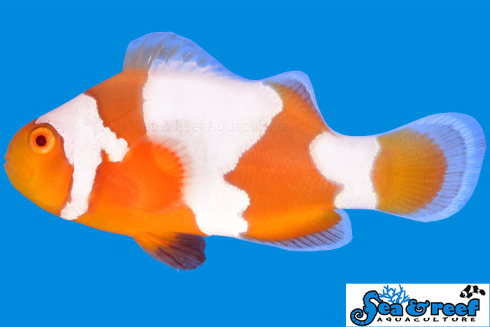 Tangerine Albino Snowflake Ocellaris Clownfish