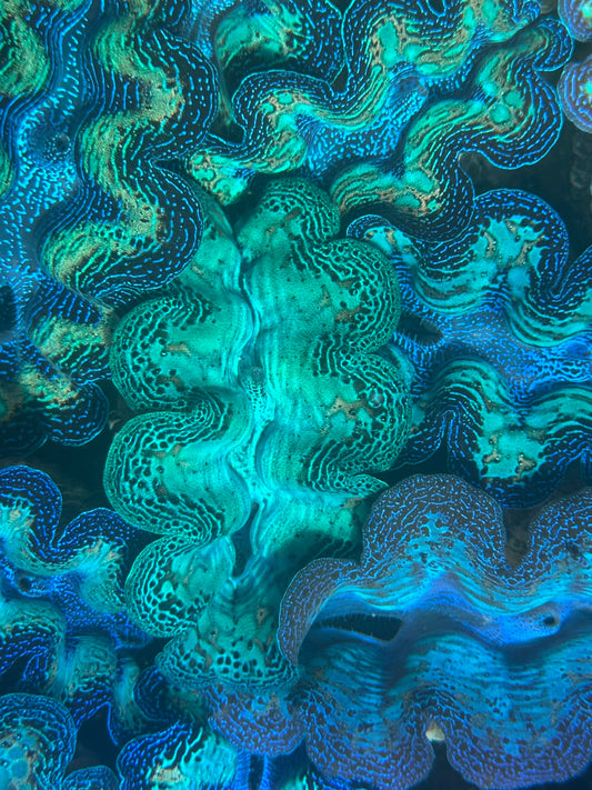 Crocea Rainbow
