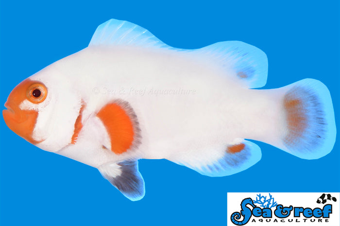 Tangerine Albino Wyoming White Clownfish