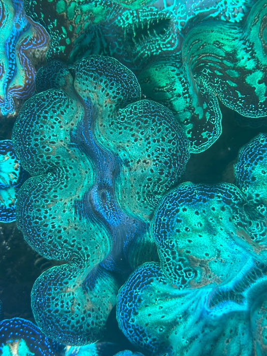 Crocea Rainbow
