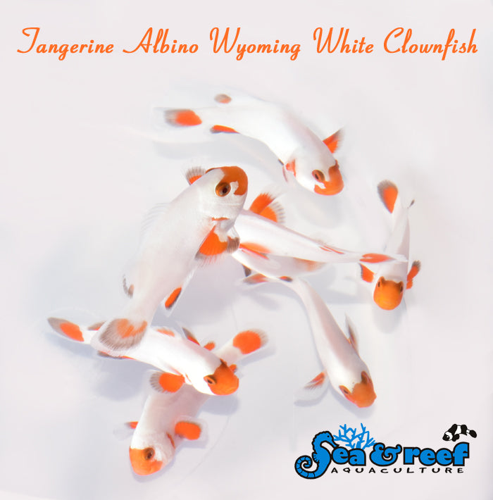 Tangerine Albino Wyoming White Clownfish