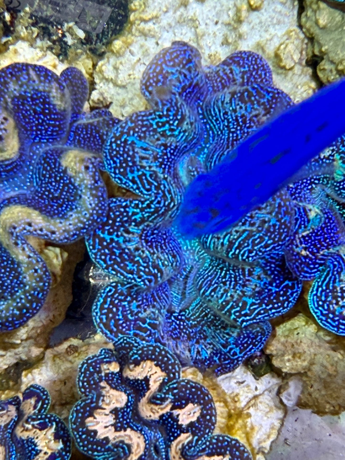 Ultra Crocea Clam Captive Bred A