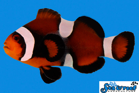 Maine Mocha Clownfish