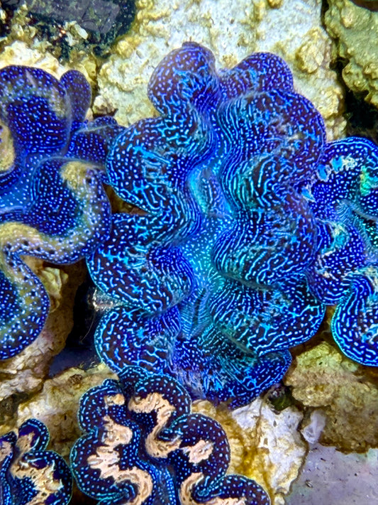 Ultra Crocea Clam Captive Bred A