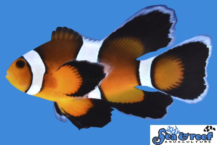 Longfin Mocha Clownfish