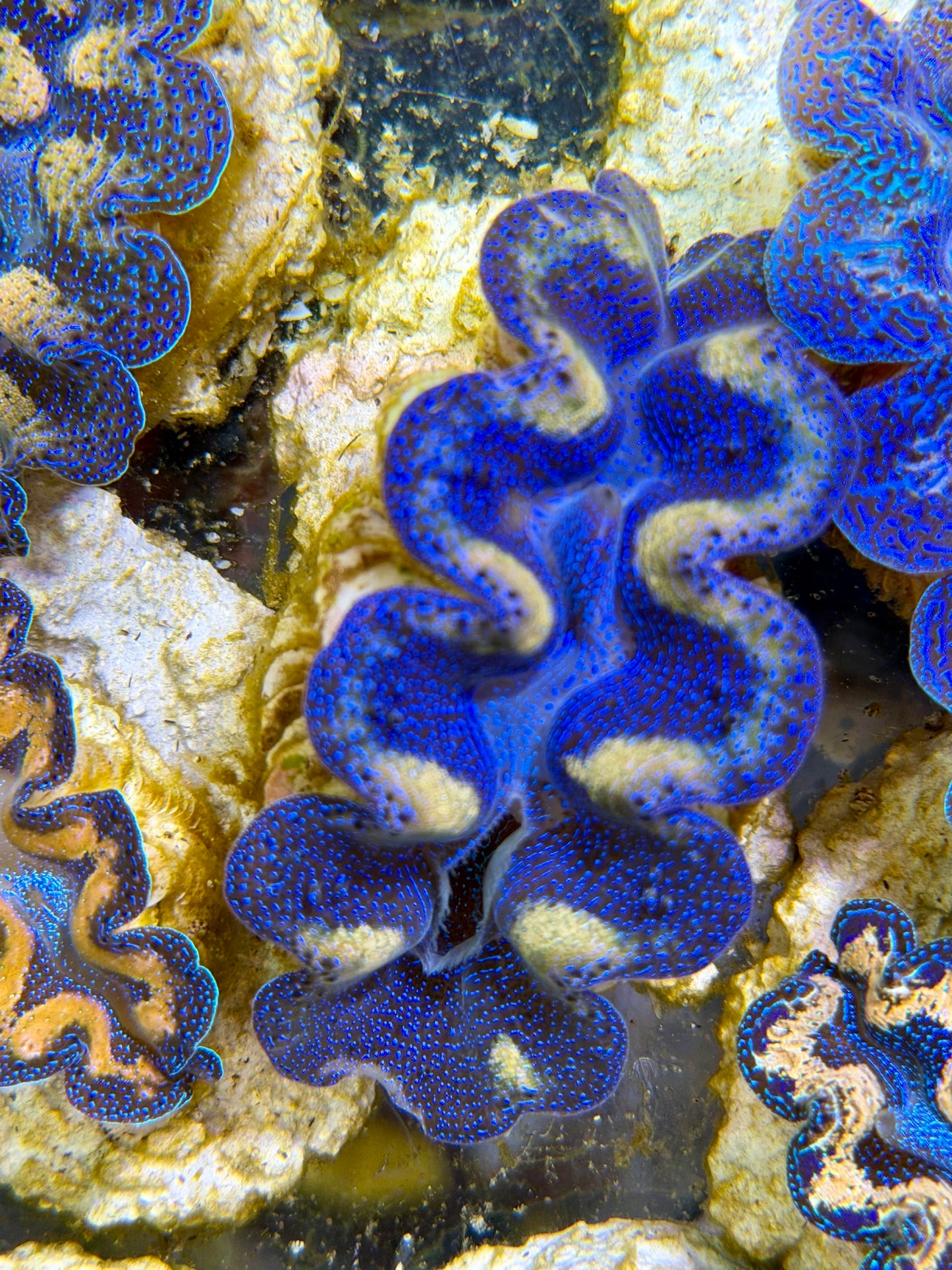 Crocea Clam Captive Bred A